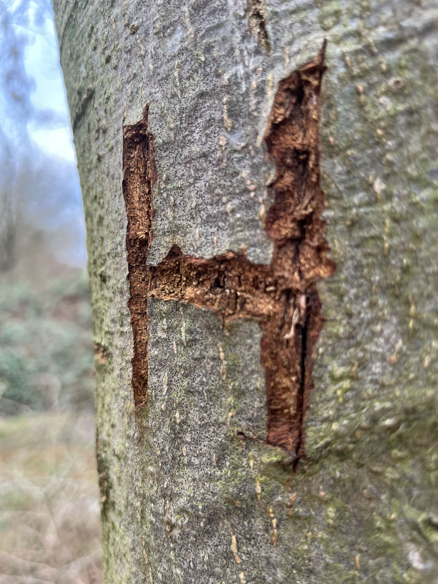 Baumrinde mit eingeritztem Buchstaben H