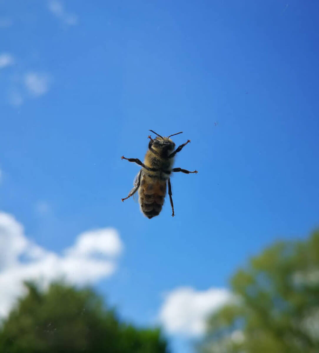Biene in der Luft