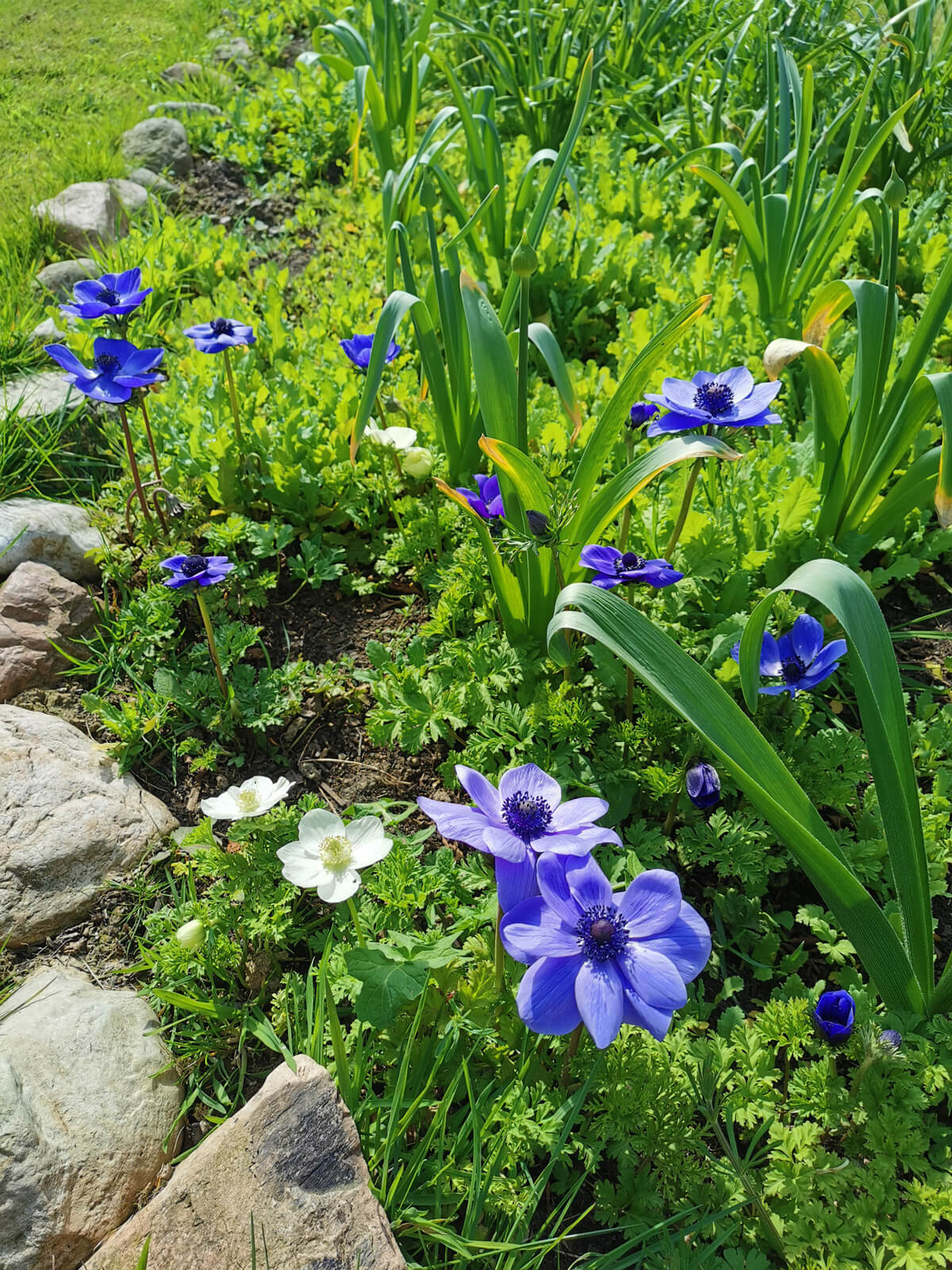Blaue Blumen im grünen Gras