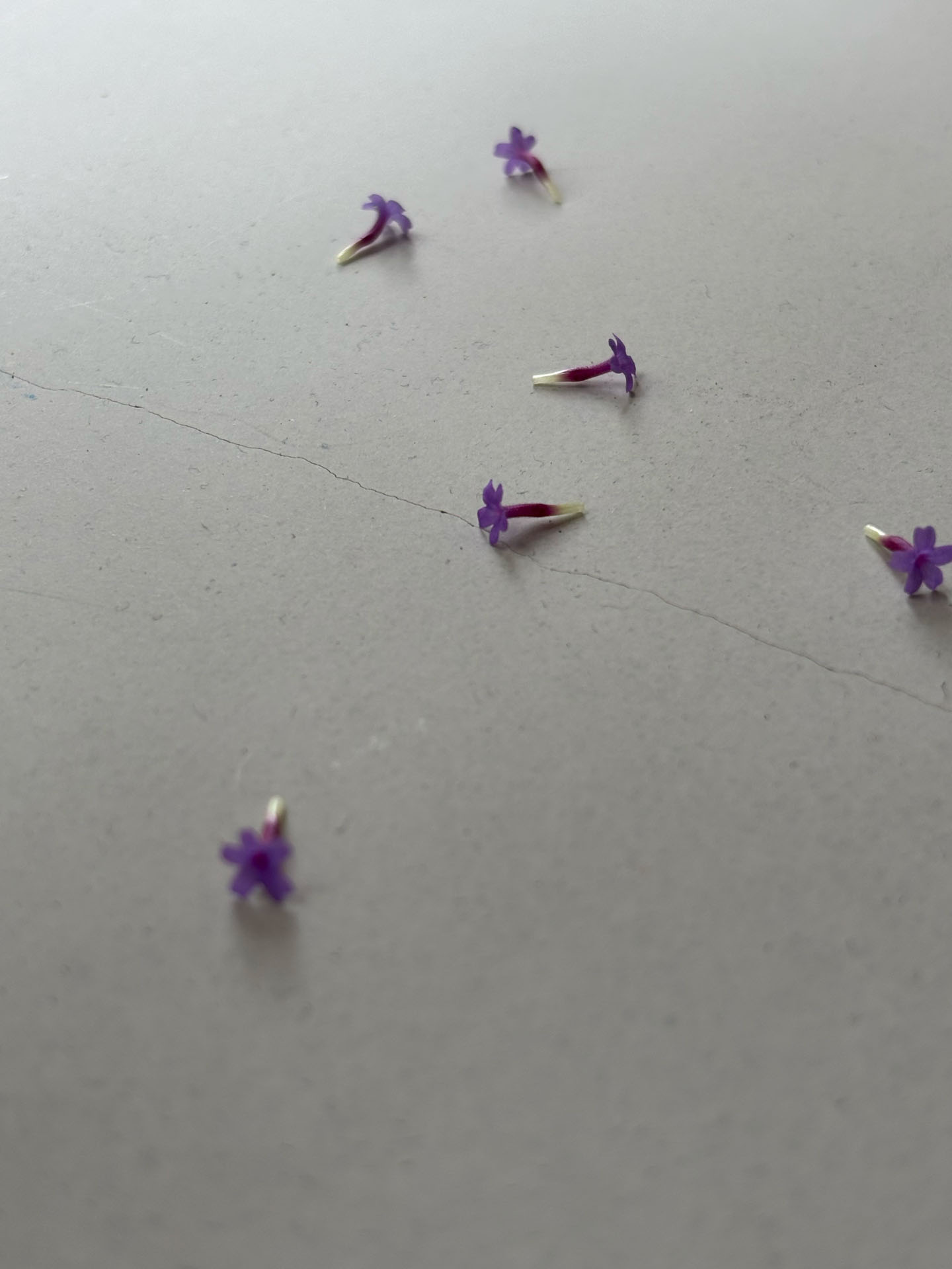 Kleine violette Blütenköpfe verteilt auf einer Oberfläche