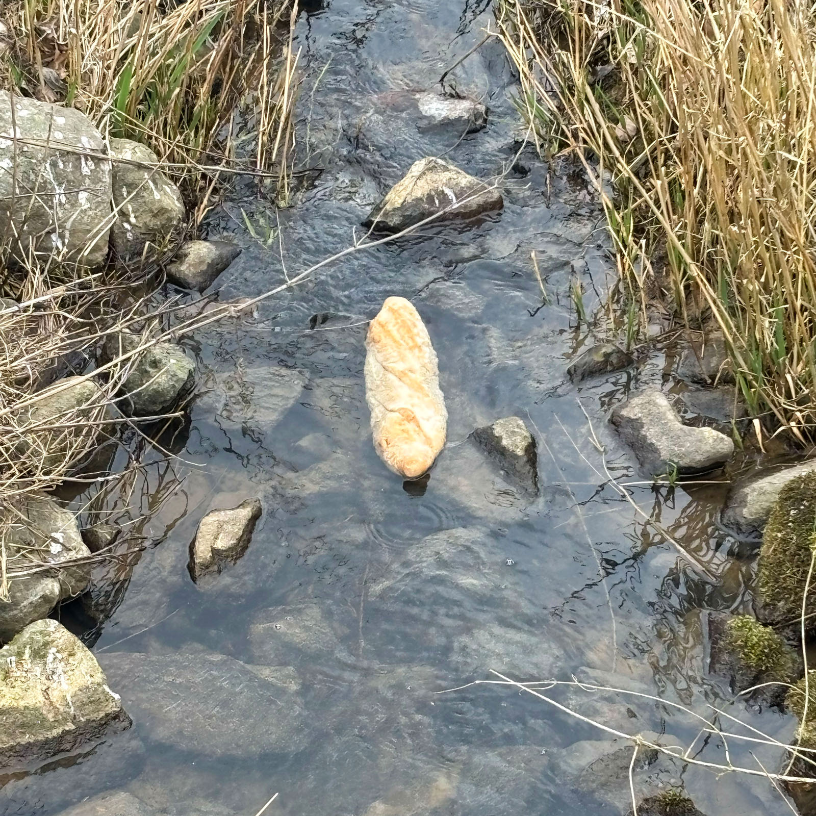 Ein Baguette liegt in einem Bach zwischen Steinen im Wasser
