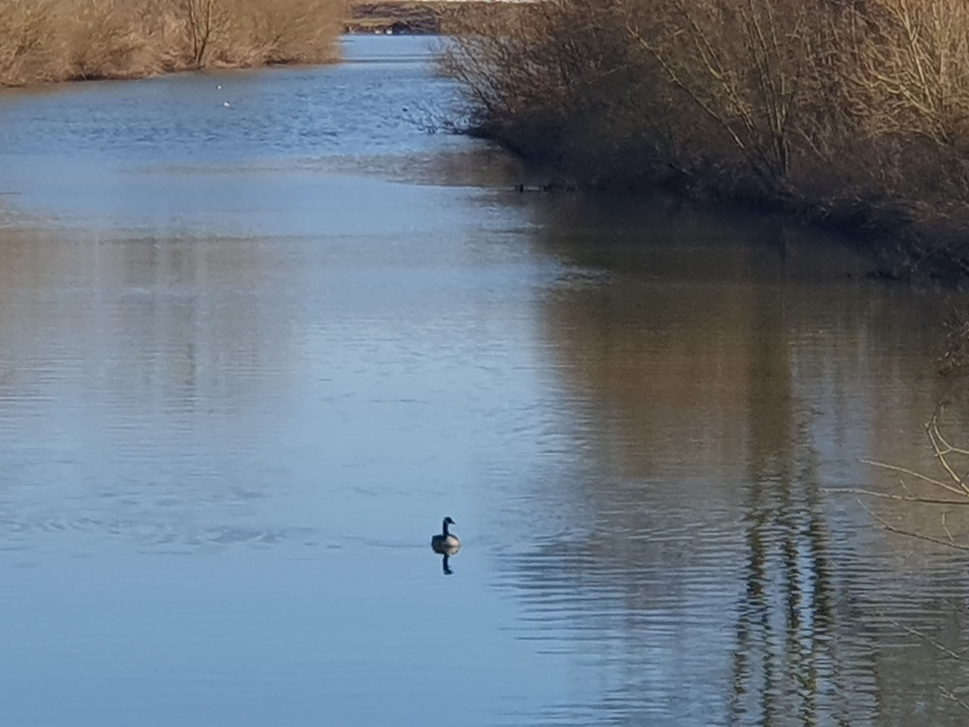Ein einzelner Wasservogel schwimmt auf einem Fluss