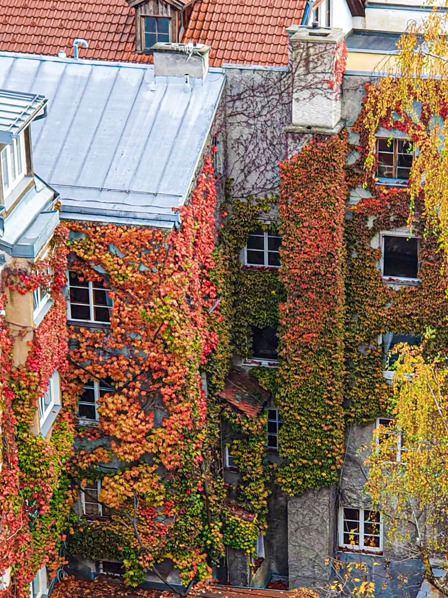 Herbstlich gefärbte Blätter an Häuserfassaden