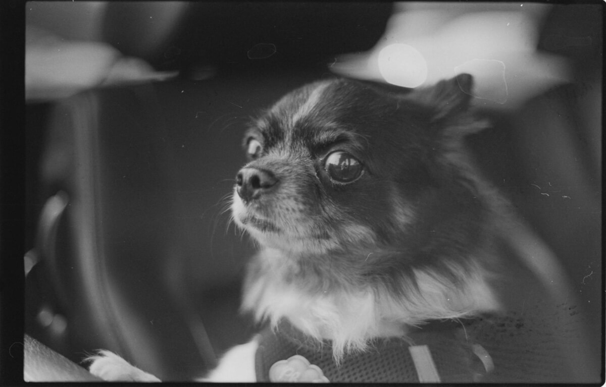 Ein süßer Blick eines Hundes