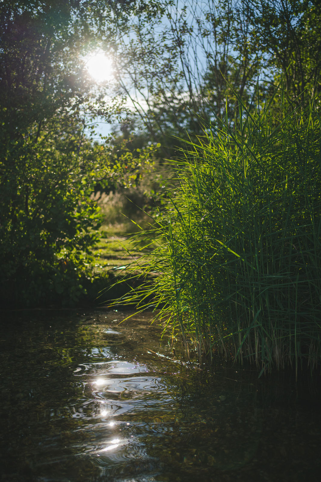 Ein Bachlauf mit Büschen und Gräsern gesäumt im Sonnenlicht